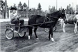 Horse and buggy from 1900 fair.